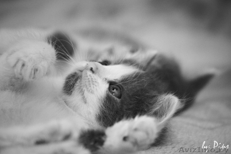  Пушистые котята в добрые руки! - Изображение #1, Объявление #710943