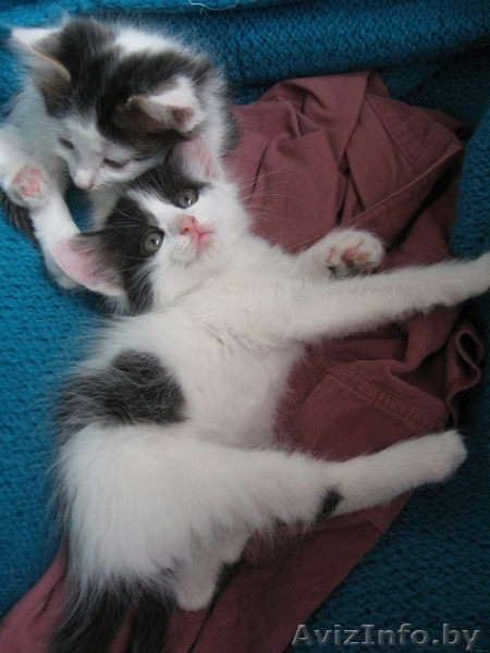 Котенок Зорро 1,5 мес отдается в добрые заботливые руки - Изображение #6, Объявление #720900