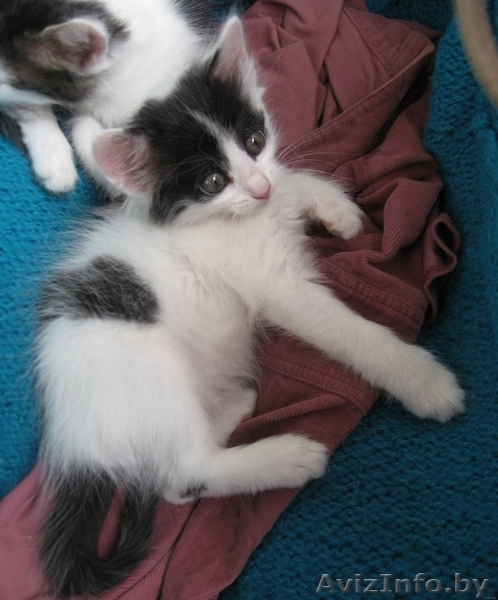 Котенок Зорро 1,5 мес отдается в добрые заботливые руки - Изображение #7, Объявление #720900