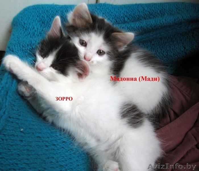 Котенок Зорро 1,5 мес отдается в добрые заботливые руки - Изображение #8, Объявление #720900