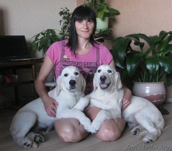 Голден ретривер, Щенки из питомника \"Мое Сокровище\" - Изображение #3, Объявление #736545