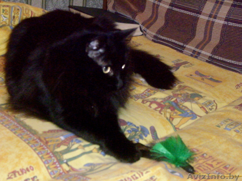 Шикарный сибирский кот в хорошие руки! - Изображение #2, Объявление #745559