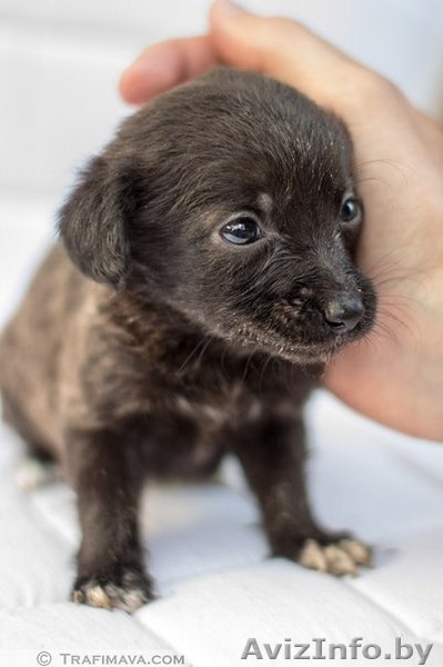 маленькие щенки и их мама в дар - Изображение #1, Объявление #735289