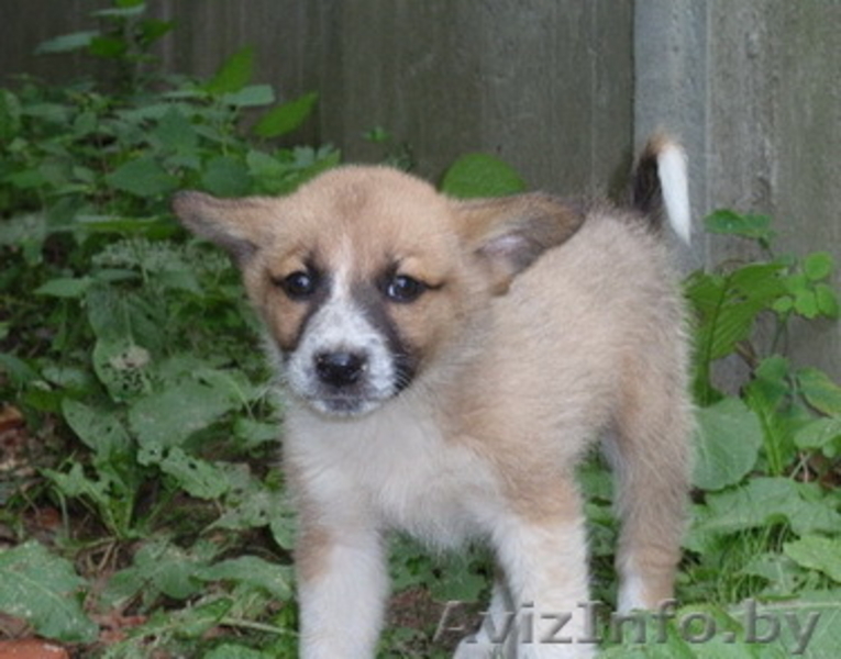 щенок-девочка в добрые руки - Изображение #1, Объявление #745085