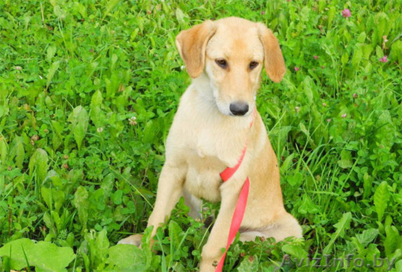 Щенок Джессика в дар! - Изображение #1, Объявление #747399