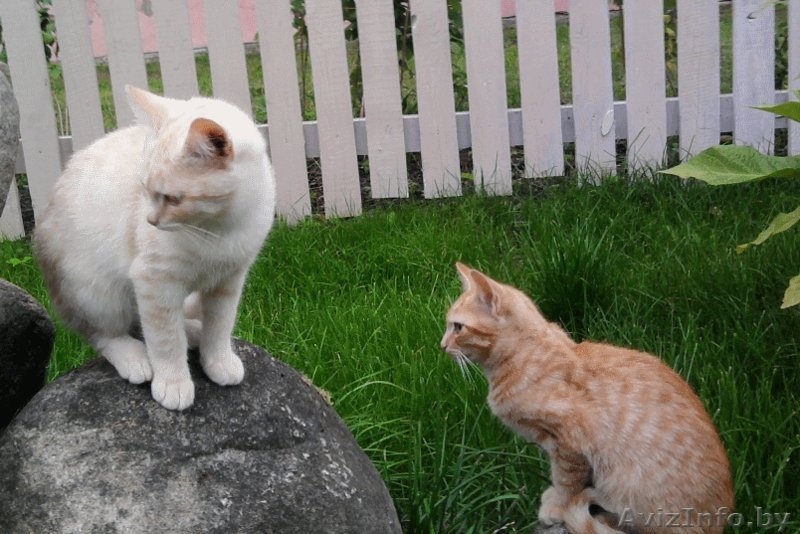 Замечательные котята – Рыжий и Ванильный!)  - Изображение #2, Объявление #743988