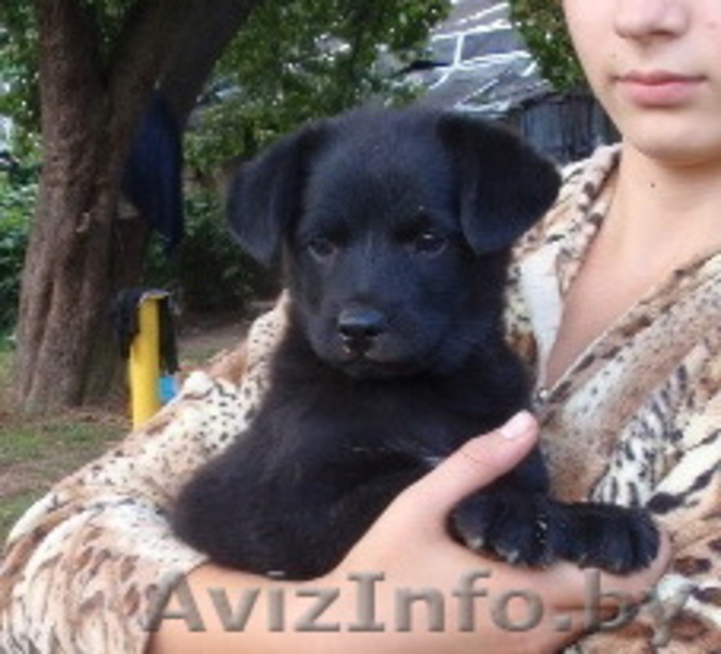 2-мес щенки черного окраса в дар - Изображение #1, Объявление #745067