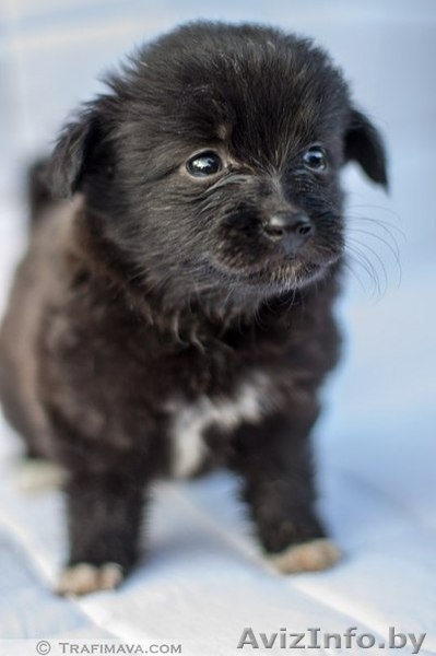 маленькие щенки и их мама в дар - Изображение #2, Объявление #735289