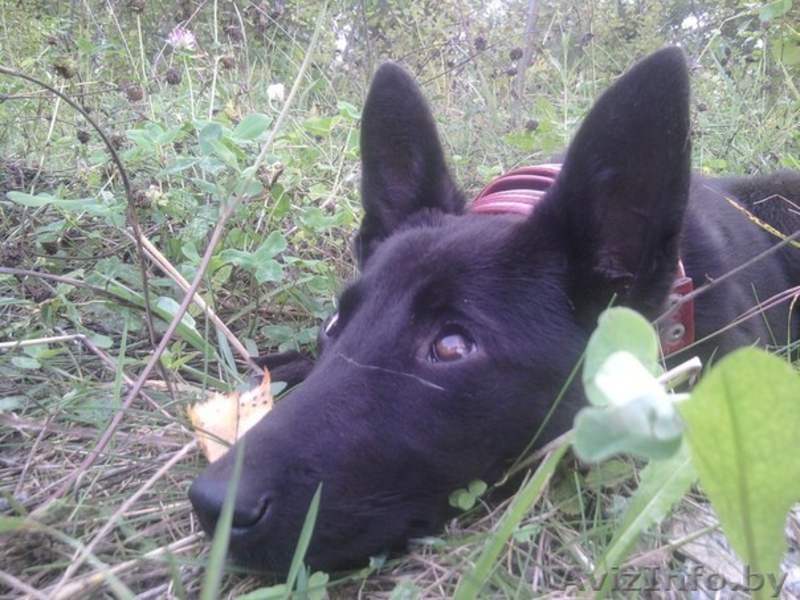 3-х месячный щенок в дар - Изображение #2, Объявление #744329