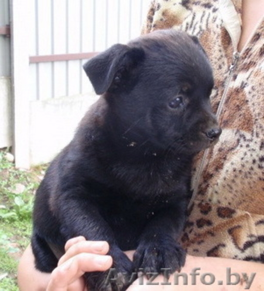 2-мес щенки черного окраса в дар - Изображение #2, Объявление #745067