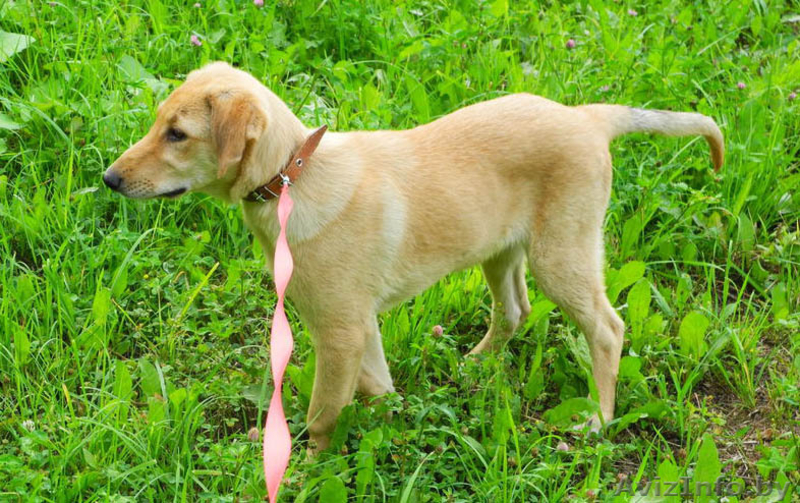 Щенок Джессика в дар! - Изображение #2, Объявление #747399