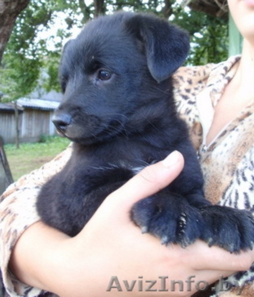 2-мес щенки черного окраса в дар - Изображение #4, Объявление #745067