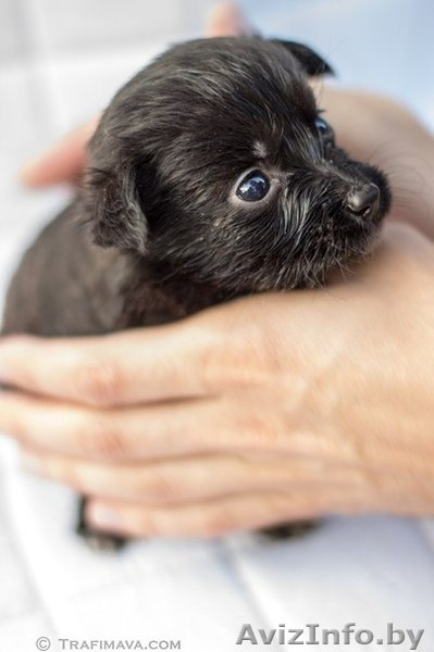 маленькие щенки и их мама в дар - Изображение #3, Объявление #735289