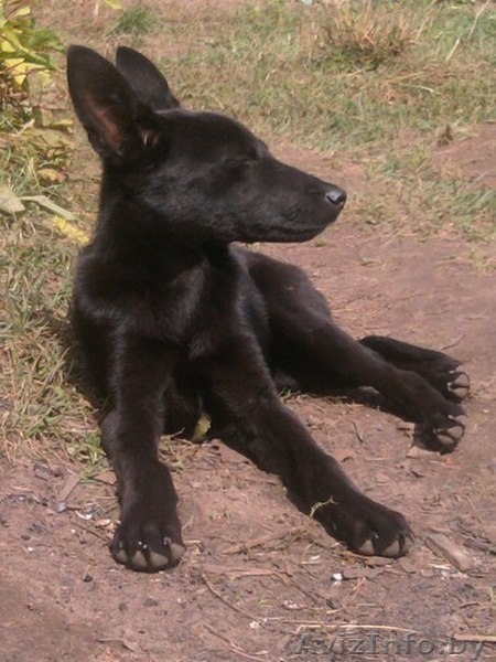 3-х месячный щенок в дар - Изображение #3, Объявление #744329