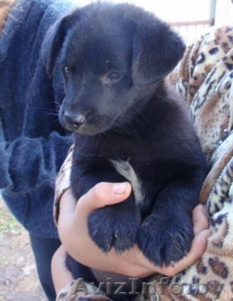 2-мес щенки черного окраса в дар - Изображение #3, Объявление #745067