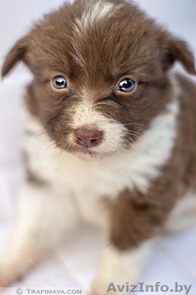 маленькие щенки и их мама в дар - Изображение #4, Объявление #735289