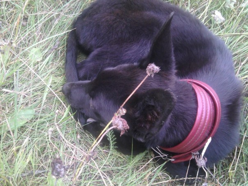 3-х месячный щенок в дар - Изображение #4, Объявление #744329