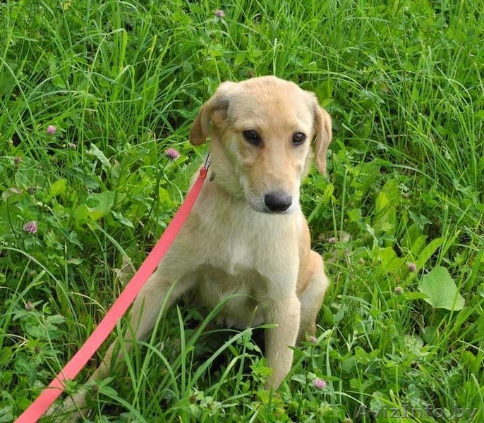 Щенок Джессика в дар! - Изображение #4, Объявление #747399