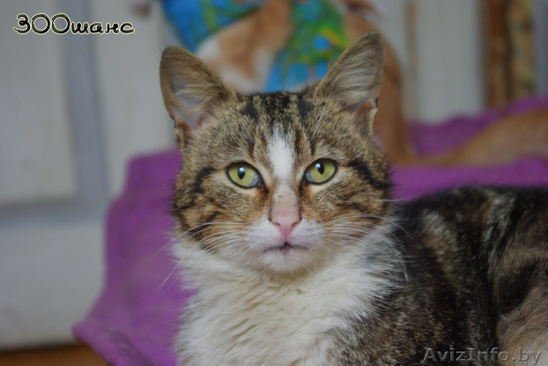 БУРЯТ - мраморный мачо с белой манишкой, 1,5 года, В ДАР - Изображение #2, Объявление #746729