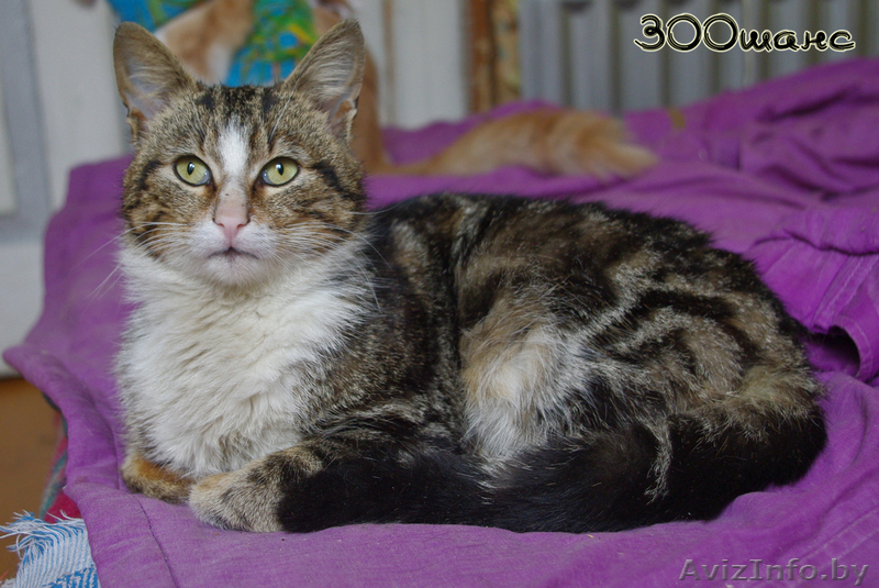 БУРЯТ - мраморный мачо с белой манишкой, 1,5 года, В ДАР - Изображение #3, Объявление #746729