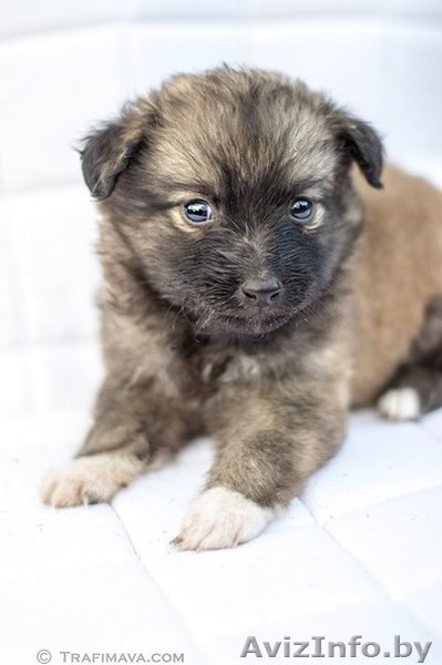 маленькие щенки и их мама в дар - Изображение #5, Объявление #735289