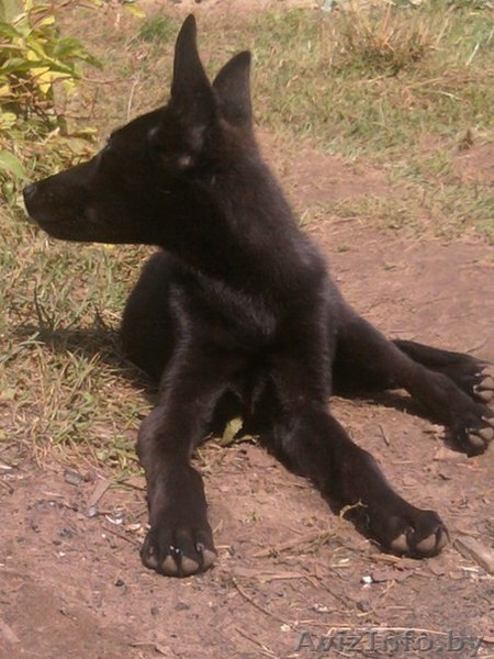 3-х месячный щенок в дар - Изображение #5, Объявление #744329