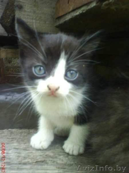 в добрые руки самые милые котики - Изображение #3, Объявление #744803