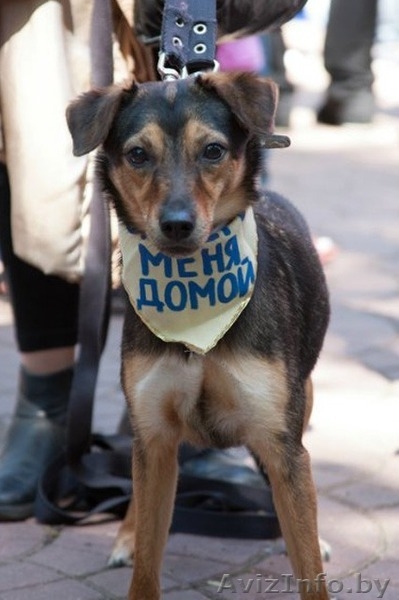 Пинча - 1,5 года, похожа на метиса пинчера.   - Изображение #3, Объявление #737589