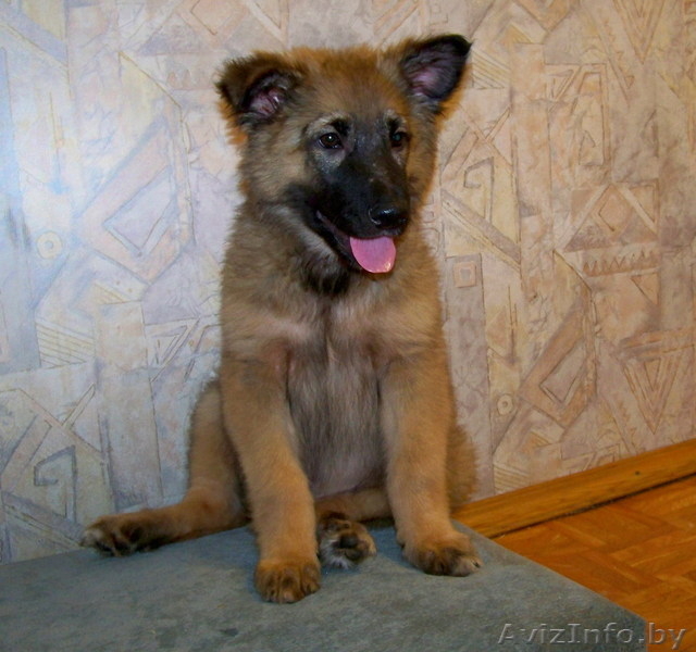 Щенок в дар! Вырастет крупным! - Изображение #1, Объявление #744978