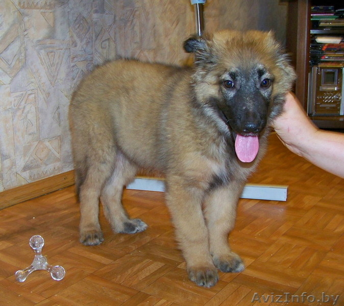 Щенок в дар! Вырастет крупным! - Изображение #4, Объявление #744978