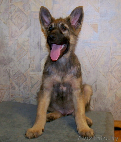 Щенок мальчик в дар! Вырастет крупным! - Изображение #1, Объявление #744972