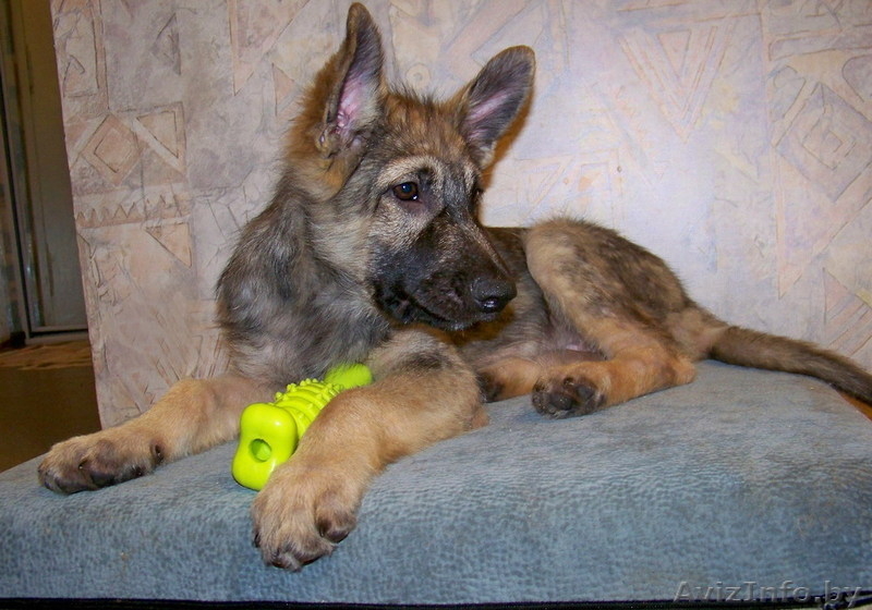 Щенок мальчик в дар! Вырастет крупным! - Изображение #3, Объявление #744972