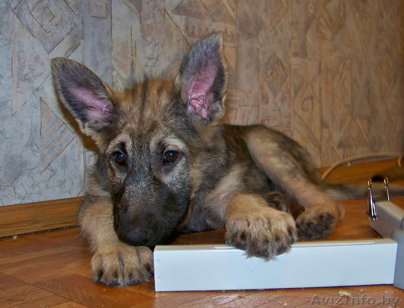 Щенок мальчик в дар! Вырастет крупным! - Изображение #2, Объявление #744972