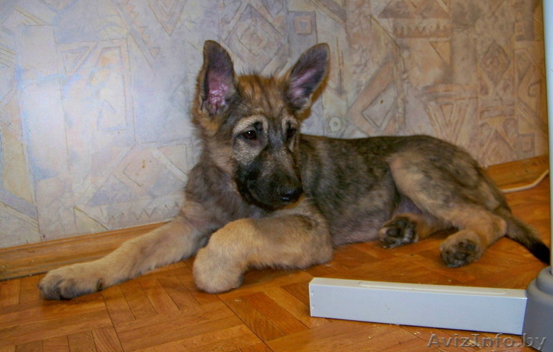 Щенок мальчик в дар! Вырастет крупным! - Изображение #4, Объявление #744972