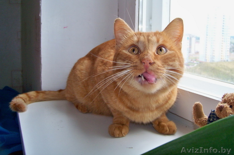 Красивый рыжий кот в дар! - Изображение #3, Объявление #745911