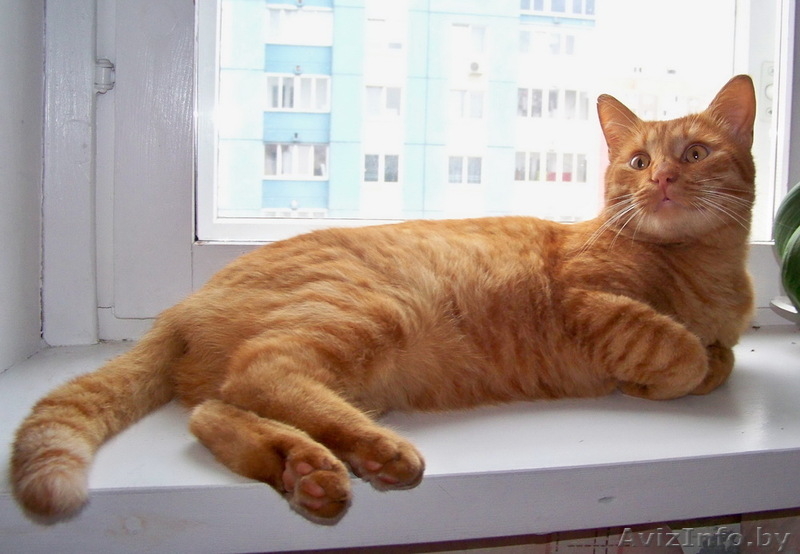 Красивый рыжий кот в дар! - Изображение #4, Объявление #745911