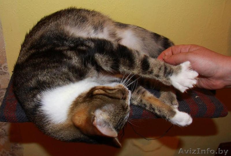 БУРЯТ - мраморный мачо с белой манишкой, 1,5 года, В ДАР - Изображение #1, Объявление #746729