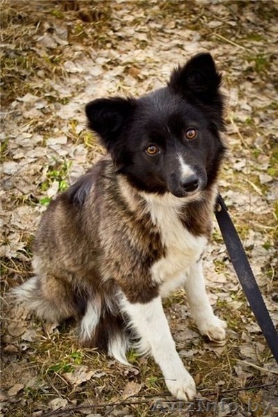 маленькие щенки и их мама в дар - Изображение #7, Объявление #735289