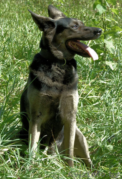 Собака Чара в добрые руки - Изображение #2, Объявление #742008