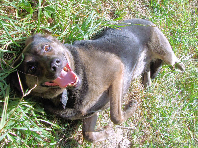 Собака Чара в добрые руки - Изображение #1, Объявление #742008