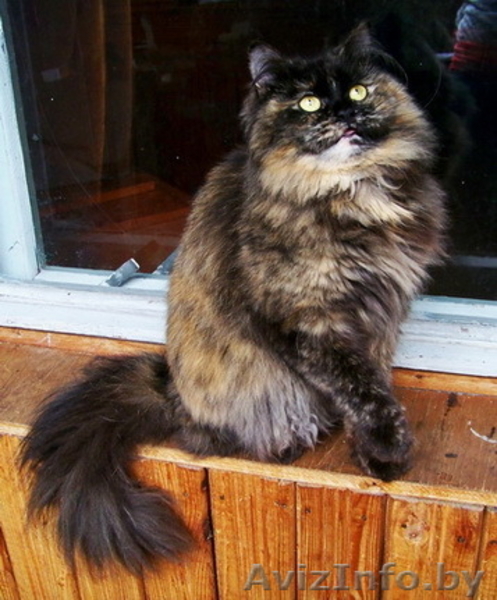 Чера - черепаховая красота - Изображение #1, Объявление #742036