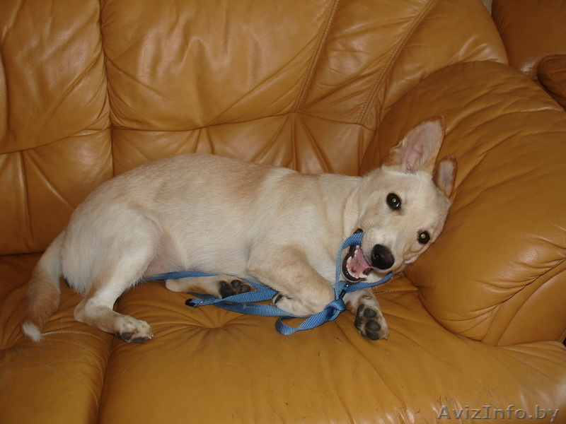  щенок маленькой собачки в добрые руки - Изображение #1, Объявление #748776