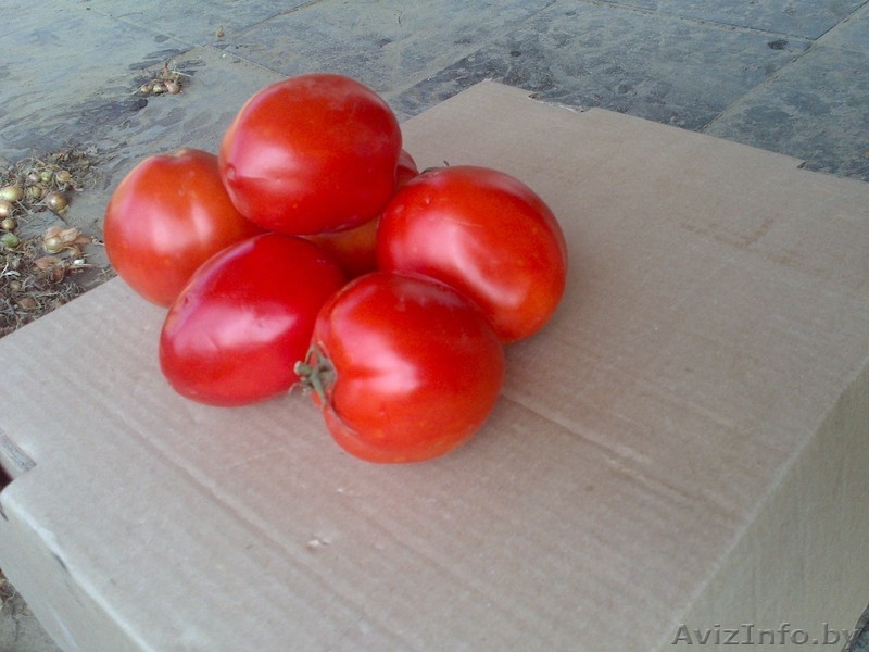 Продаем Свежий Томат "пальчик" - Изображение #1, Объявление #744090
