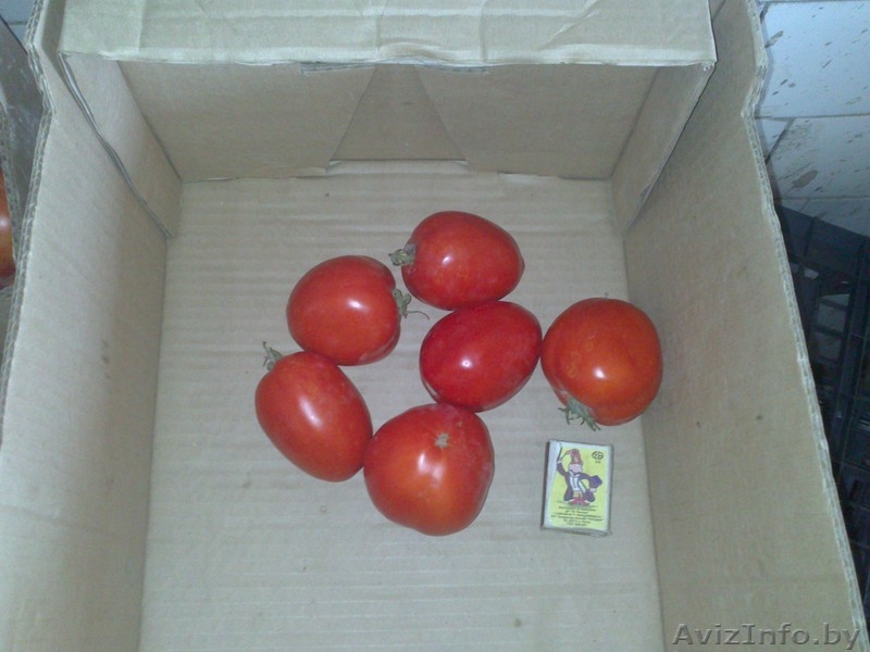 Продаем Свежий Томат "пальчик" - Изображение #3, Объявление #744090