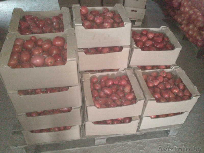 Продаем Свежий Томат "пальчик" - Изображение #2, Объявление #744090