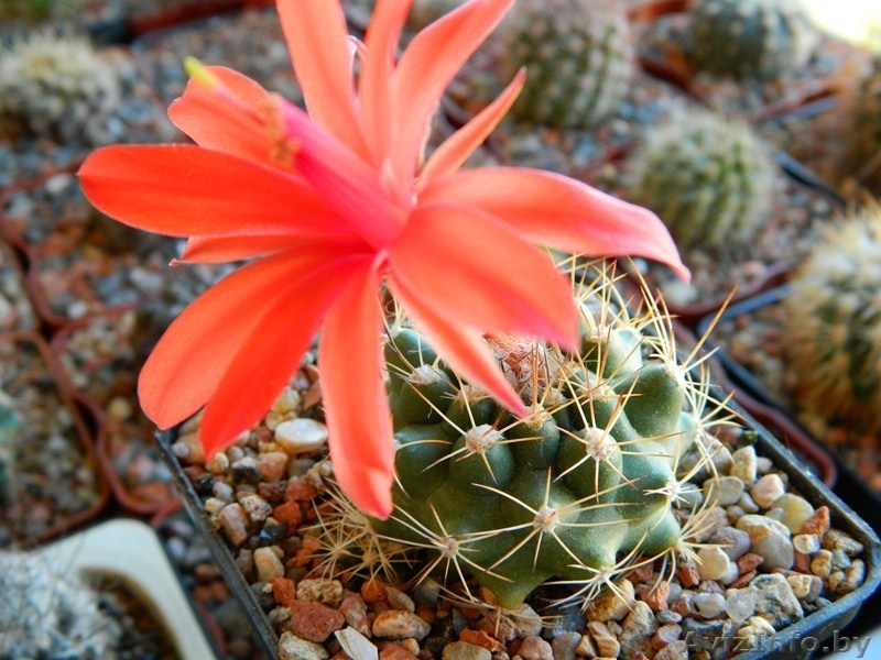 ПРОДАЖА СЕЯНЦЕВ КАКТУСОВ И ВЗРОСЛЫХ РАСТЕНИЙ - Изображение #3, Объявление #740702