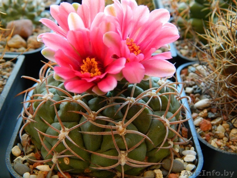 ПРОДАЖА СЕЯНЦЕВ КАКТУСОВ И ВЗРОСЛЫХ РАСТЕНИЙ - Изображение #6, Объявление #740702