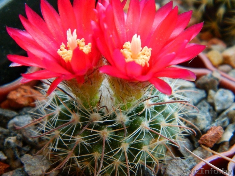 ПРОДАЖА СЕЯНЦЕВ КАКТУСОВ И ВЗРОСЛЫХ РАСТЕНИЙ - Изображение #4, Объявление #740702