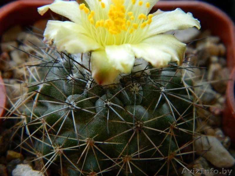 ПРОДАЖА СЕЯНЦЕВ КАКТУСОВ И ВЗРОСЛЫХ РАСТЕНИЙ - Изображение #5, Объявление #740702