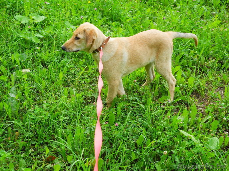 Джессика- рыженькая маленькая модель  дар - Изображение #2, Объявление #735270